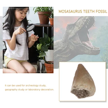 Mosasaurus Zuby Fosílnych Paleontológie Fosílnych Vedy Ozdoby Výučby Rekvizity Zub Drsné Výučby Jedinca S Transparentné Okno