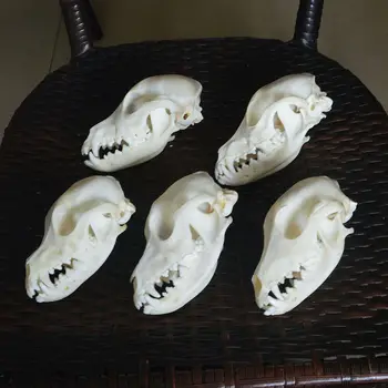 1pcs,3ks,5 ks skutočné Zvierat Lebky vzor Zberateľské predmety Štúdia Nezvyčajné Halloween