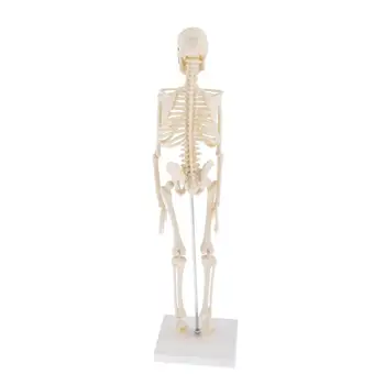 45 CM Flexibilné Človeka Anatomické Anatómie Kostra dekorácie Model anatomický Kostra hračky ľudských skelet model vyučovania nástroje
